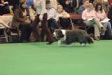 crufts2006 213.jpg