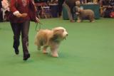 crufts2006 274.jpg