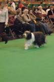 crufts2006 369.jpg