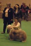 crufts2006 381.jpg