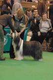 crufts2006 0417.jpg