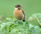 Stonechat Female