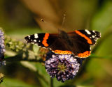 red_admiral