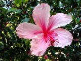 Pink Hibiscus