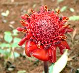 Top View