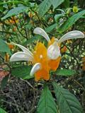 Yellow and White
