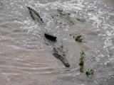 Crocodile