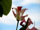 Lily Tree??