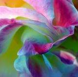 Double Delight Rose