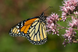 20100814-IMG_1039.jpg