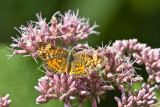 20100814-IMG_1042.jpg