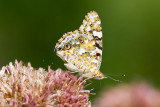 20100814-IMG_1094.jpg