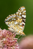 20100814-IMG_1096.jpg