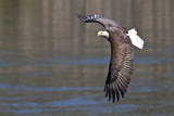 Conowingo-13Oct2010-IMG_3593.jpg