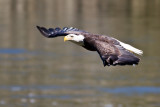 Conowingo-13Oct2010-IMG_3595.jpg