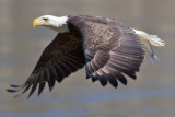 Conowingo-13Oct2010-IMG_3598.jpg