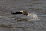 Conowingo-15Oct2010-IMG_3745.jpg