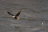 Conowingo-15Oct2010-IMG_3748.jpg