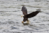 Conowingo-15Oct2010-IMG_3803.jpg