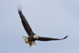 Conowingo-15Oct2010-IMG_3823.jpg