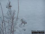 Snow covered plant