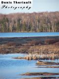 Canada Goose on Pokemouche River