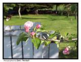 Apple Tree