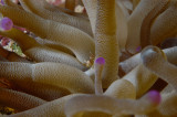 Squat Anemone Shrimp