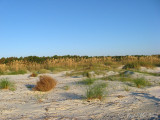 Sea Oats-dominated dune community