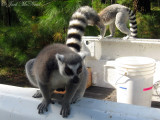 Ring-tailed Lemur (introduced)