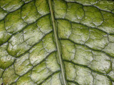 <i>Microsorum musifolium</i> (Polypodiaceae)