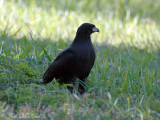 Great Black Hawk: Buteogallus urubitinga