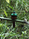 male Rufous-tailed Jacamar