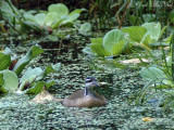 male Sungrebe