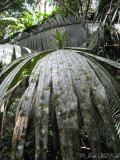 moss, liverwort, and bromeliad epiphytes on a palm leaf