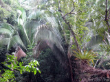 Jungle palm and bromeliad