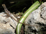 Striped Basilisk
