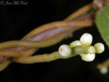 Cassytha filiformis