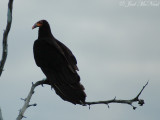 Lesser Yellow-headed Vulture: Cathartes burrovianus