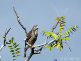 immature Roadside Hawk