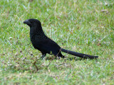 Groove-billed Ani: Crotophaga sulcirostris