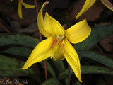 Trout Lily: <i>Erythronium americanum</i>