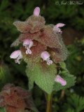 Purple Dead-nettle: <i>Lamium purpureum</i>