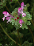 Henbit: <i>Lamium amplexicaule</i>