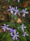 Dwarf Crested Iris: <i>Iris cristata</i>