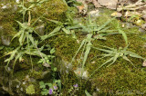 Walking Fern: <i>Asplenium rhizophyllum</i>