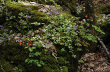 Wild Columbine, Fernleaf Phacelia, & Wild Stonecrop