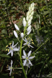 Wild Hyacinth: <i>Camassia scilloides</i>