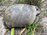 Gopher Tortoise