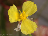 Shortleaf Yelloweyed Grass: <i>Xyris brevifolia</i>